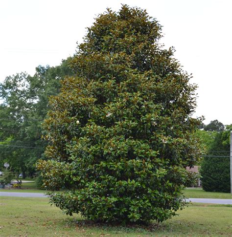 In fact, many evergreen magnolias are virtually untried and untested in gardens outside of china. Evergreen Magnolia Selections to Consider - UF/IFAS ...
