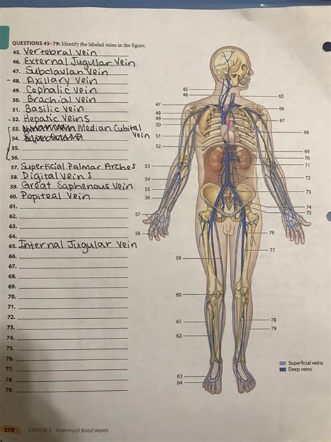 Human anatomy & physiology 9th edition; Solved: QUESTIONS 45-79: Identify The Labeled Veins In The ...