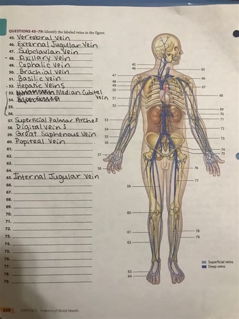 Cardiac veins then drain away the blood after it has been deoxygenated. Solved: QUESTIONS 45-79: Identify The Labeled Veins In The ...