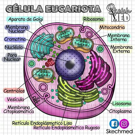 Estructura Celula Eucariota Animal Partes Abc Fichas Images