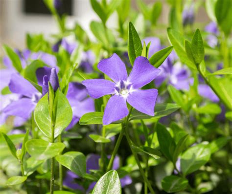 Common Periwinkle Gardening Soul