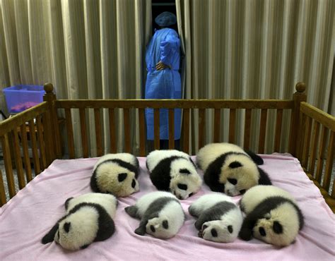 Cute Baby Pandas Born In China 5 Pics Funny Animal ~ I Love Funny