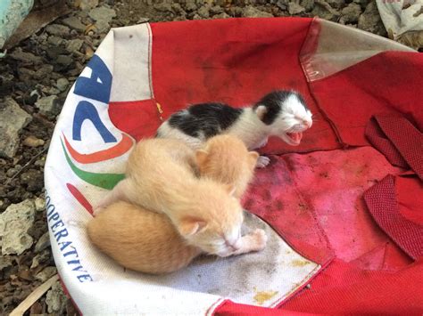Help On Found Kittens Rphilippines