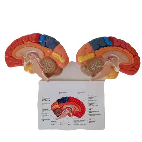 Life Size Human Brain Anatomical Model Anatomy 2 Part Model Of Brain