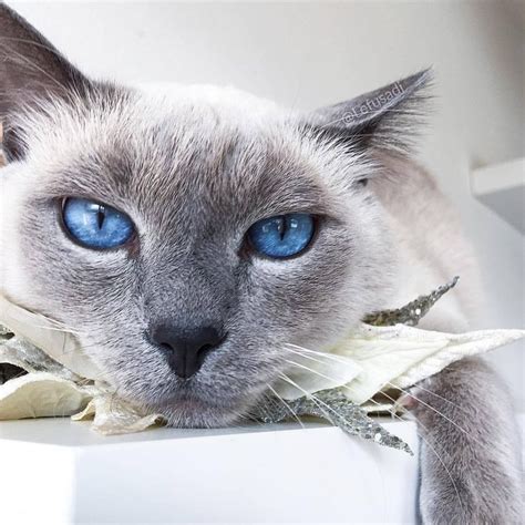 Le Fusa Di Felippo Siamese Kittens Animals Cats Of Instagram