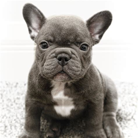 At the moment we are applying for the we aim to breed high quality, healthy puppies, sound in body and of good temperament, that will all our puppies are going to new family with sale contract and kc registration certificate, vet. Home - Blue Frenchies UK