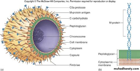 Streptococcus Diagram