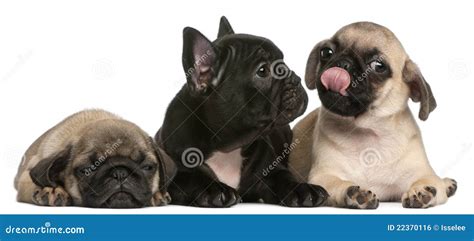 French Bulldog Puppy Between Two Pug Puppies Stock Photo Image Of