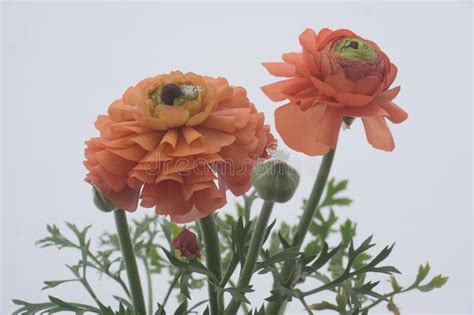 Beautiful Orange Ranunculus Flower In Garden Close Up Stock Photo