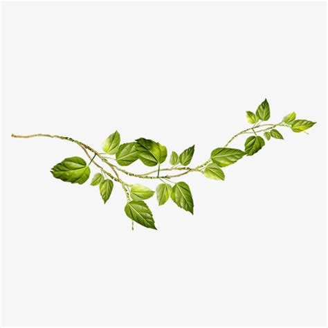 Download High Quality Plant Clipart Vine Transparent Png Images Art