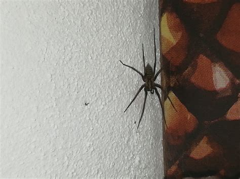 Aranha Preta Que Aparece Em Casas