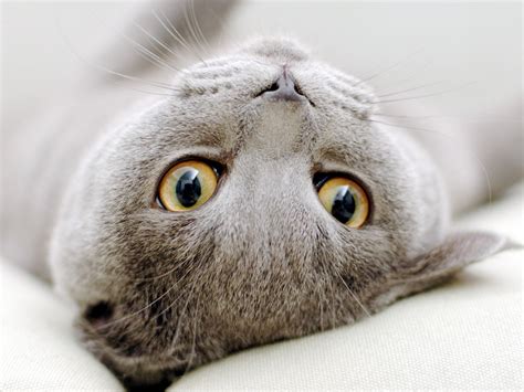 Gray Scottish Fold Cat Sprawled Wallpapers And Images