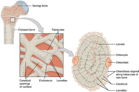 Difference Between Compact And Spongy Bone Definition