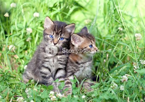 Two Little Kittens Sitting On The Grass Royalty Free Stock Image