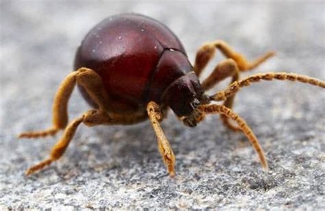 What Bugs Look Like Bed Bugs Home Pest Removal