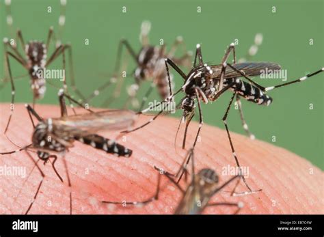 Female The Asian Tiger Mosquito Aedes Albopictus Biting On Human Skin