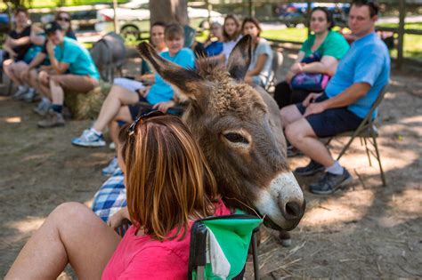 Theres Something You Need To Know About Donkeys The New York Times