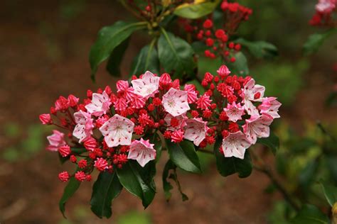 Mountain Lauren: Plant Care and Growing Guide