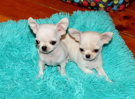 Chihuahua Puppies For Sale Miami Fl 289646 Petzlover