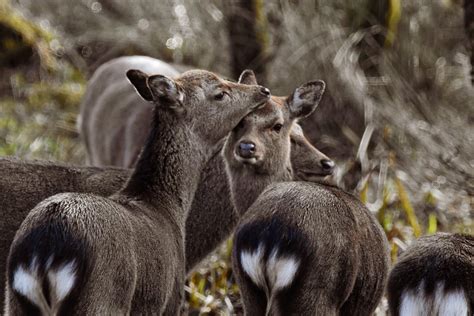 Sika Deer And Red Deer Ireland Rwildlifephotography