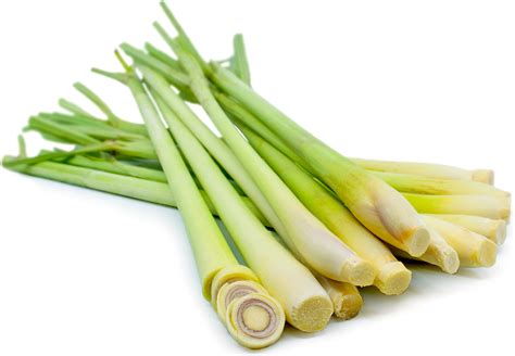 Lemon Grass Information Recipes And Facts