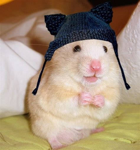 Tiny Hamsters Wearing Tiny Clothes Cute Hamsters Funny Hamsters