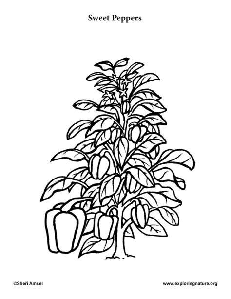 Another theme for beautiful coloring pages preschool children : Garden Vegetables Coloring Pages (10)