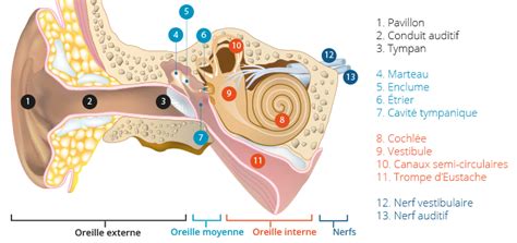 L’oreille externe est constituée... - [1ère SVT - Enseignement