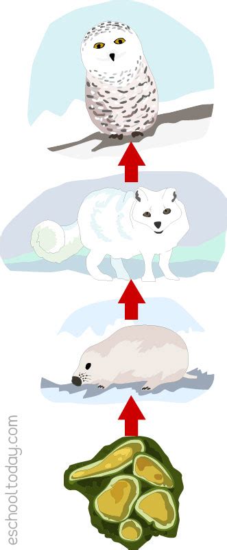 The Food Chain In The Tundra Biome