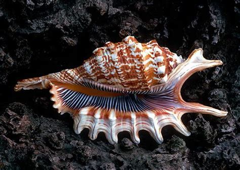 Shells Are Swell Beautiful Examples Of Seashell Photographyby Warren