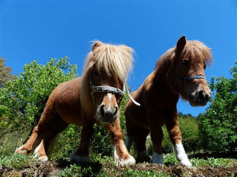 7 Things You Really Need To Know Before Buying A Shetland Pony Mare O