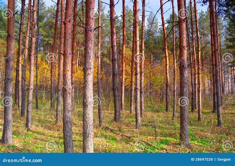 In Autumn Forest With Pines Stock Photo Image Of Natural Shadow