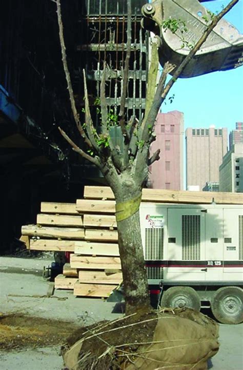 The Survivor Tree Is The Only Living Thing To Come Out Of The 911