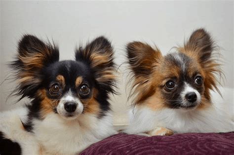 Top 31 Cheeky Chihuahua Mixes You Have To See