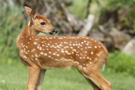 1400 Baby White Tailed Deer Photos Free And Royalty Free Stock Photos