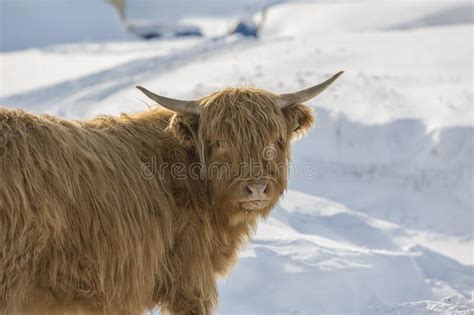 Highlander Cow Standing In A Snow Covered Field On A Cold Winter Day