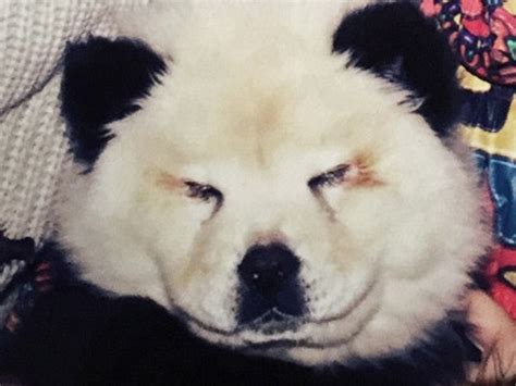 Dogs Painted To Look Like Pandas In Italian Circus Seized By Police