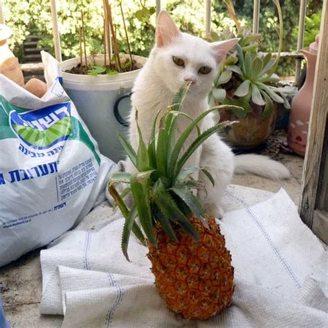 Fruit juice really does change the taste down there—and it's not just for men. Can Cats Have Pineapple | Cat Breed Selector