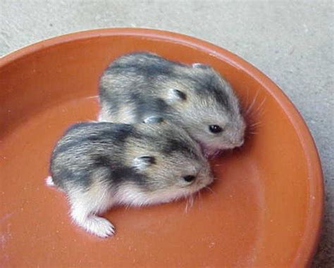 Winter White Dwarf Hamster Babies Pics About Space