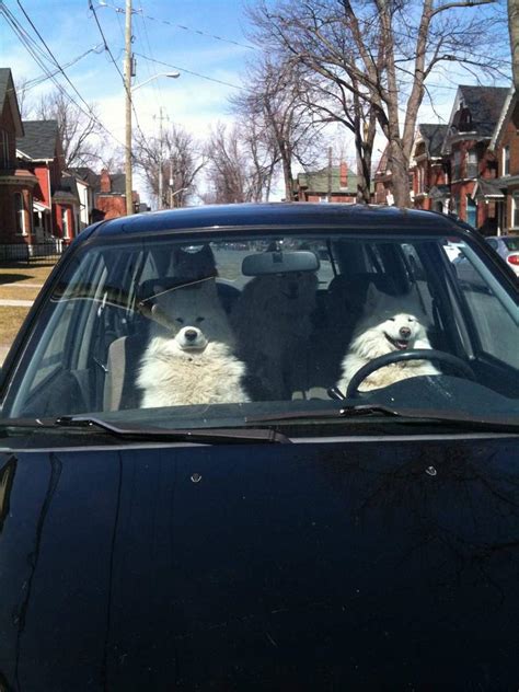 40 Cool Dogs Driving Cars 40 Pics Amazing Creatures