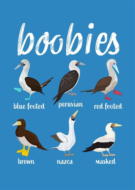 The 6 Types Of Boobie Birds Explained Daily Infographic