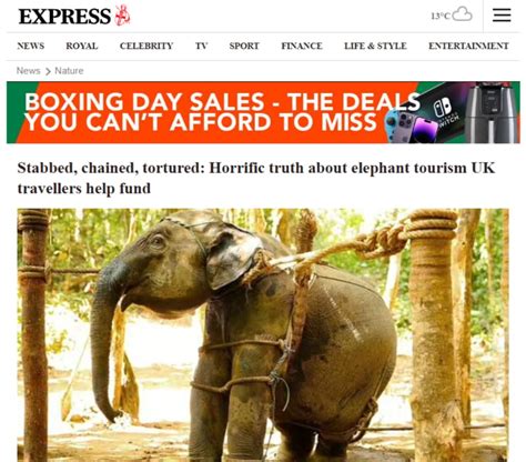 Stabbed Chained Tortured Horrific Truth About Elephant Tourism Uk