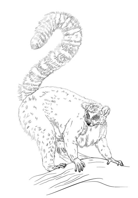 Ring Tailed Lemur Coloring Page Colouringpages