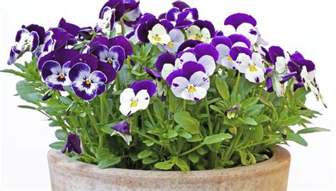 Potted Pansy Care Garden Guides