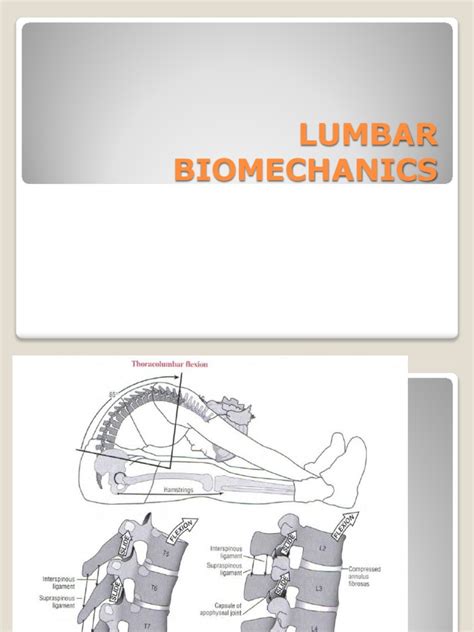 Lumbar Biomechanics Pelvis Hip