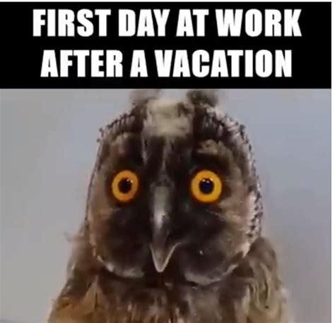 First Day Back At Work Work Quotes Funny Vacation Quotes Funny Work