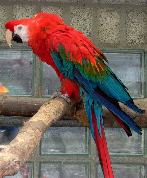 Green Wing Macaw Personality Scarlet Macaw Facts Care As Pets