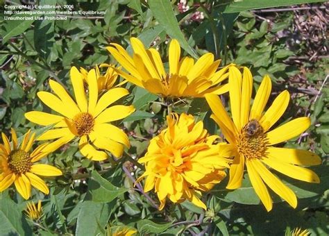 A tuber is a root vegetable that grows underground like potatoes, carrots, turnips, beets, parsnips, or sweet potatoes. PlantFiles Pictures: Helianthus Species, Jerusalem ...