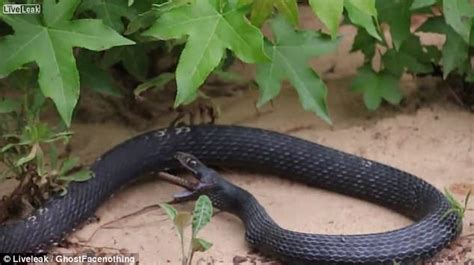 Horrifying Moment A Snake Regurgitates Another Live Snake Daily Mail