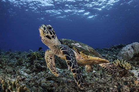 11 Critically Endangered Turtle Species